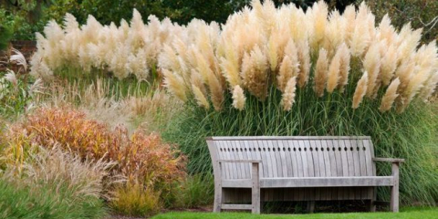 Jak se obiloviny používají v krajině zahradní design - nápady